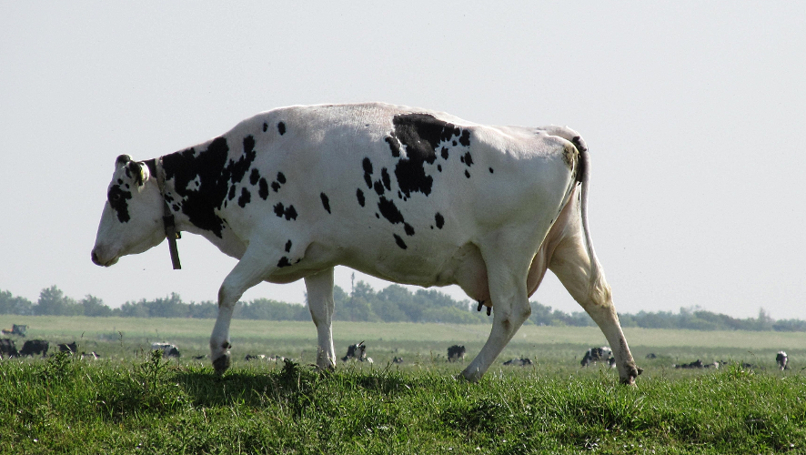 Eine schwarz gefleckte Kuh läuft über das satte Grün eines Deiches